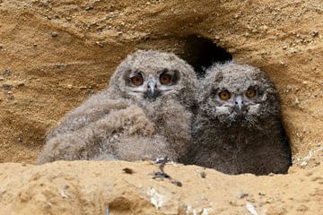 Eurasian Eagle Owls ( Bubo bubo ), young chicks, in front of their nesting site in a sand pit