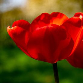 Spring that lingers by Fien Breynaert