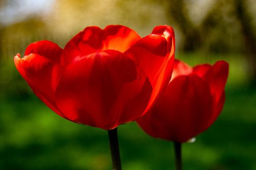 Ein Frühling, der anhält