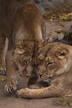 two cats girls girlfriend.Lioness female is a large predatory strong and beautiful African cat. by Michael Semenov