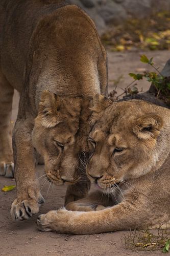 La femelle lionne est un grand prédateur, fort et beau chat africain.