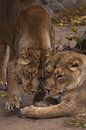 zwei Katzen Mädchen Freundin.löwenloses Weibchen ist eine große räuberische starke und schöne afrika von Michael Semenov Miniaturansicht