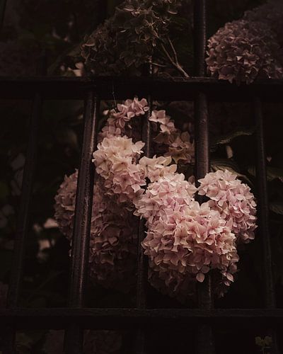 Hortensia's tegen stalen hek