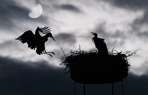 Silhouette von zwei Störchen bei Mondlicht