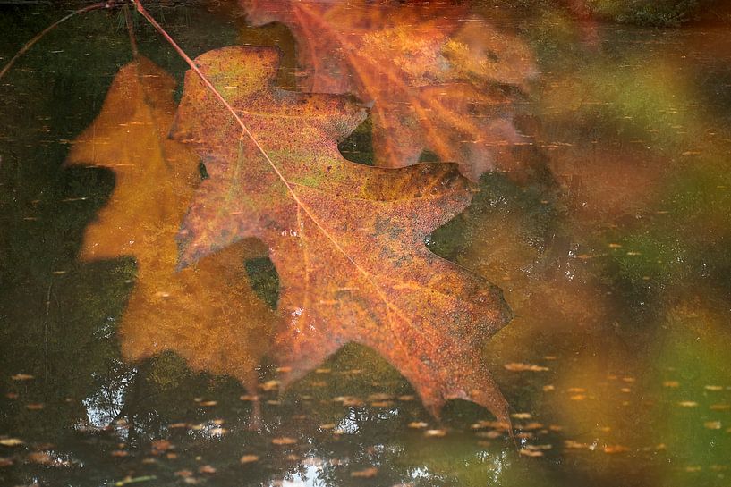 Oakleaf Art by Henk Elshout