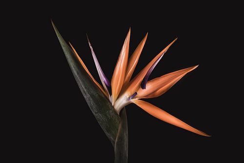 Oranje Paradijsvogelbloem – Fine Art Bloemportret