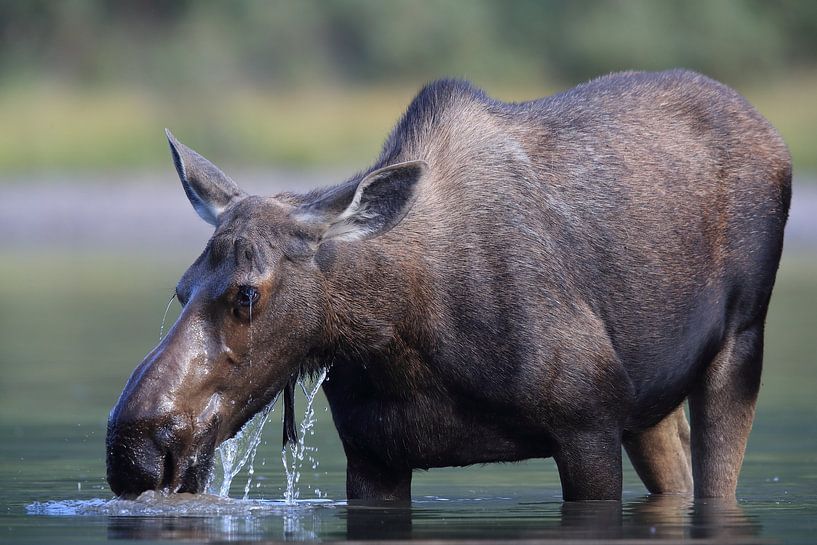 Moose cow eating water plants in Lake Glacier National Park in Montana, USA by Frank Fichtmüller
