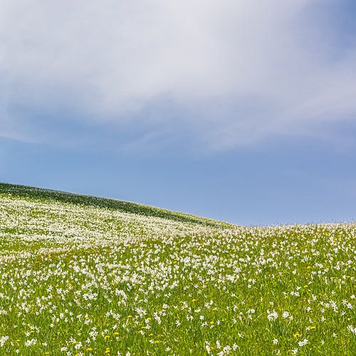 Witte narcissen in Golica, Slovenie
