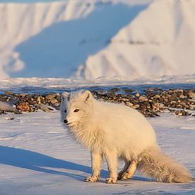 Renard polaire au Svalbard sur Kai Müller