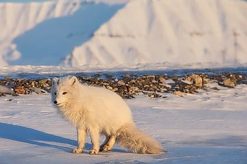 Renard polaire au Svalbard