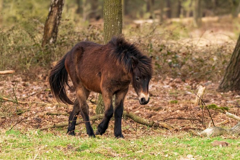 Exmoor pony by Merijn Loch