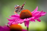 Vlinder op bloem van Sybren Visser thumbnail