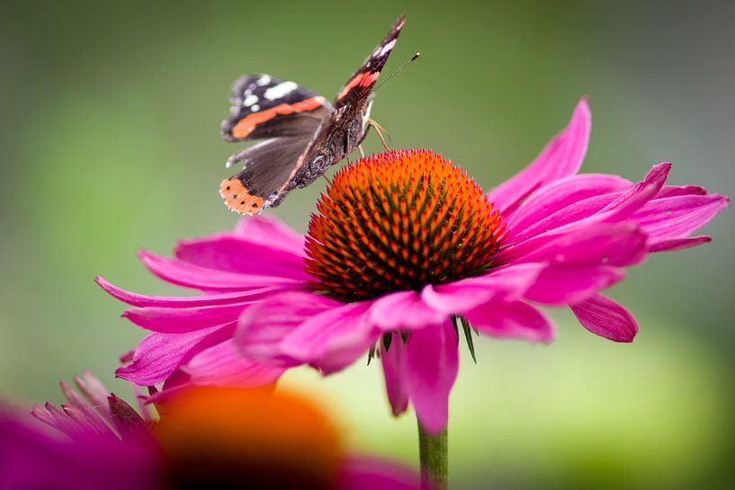 Vlinder op bloem van Sybren Visser