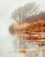 tree in fog