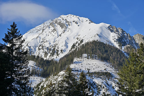 Montagne alpine enneigée avec une forêt de pins verdoyante