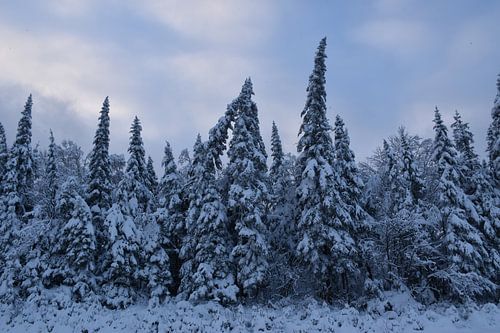 Een besneeuwd bos na de storm