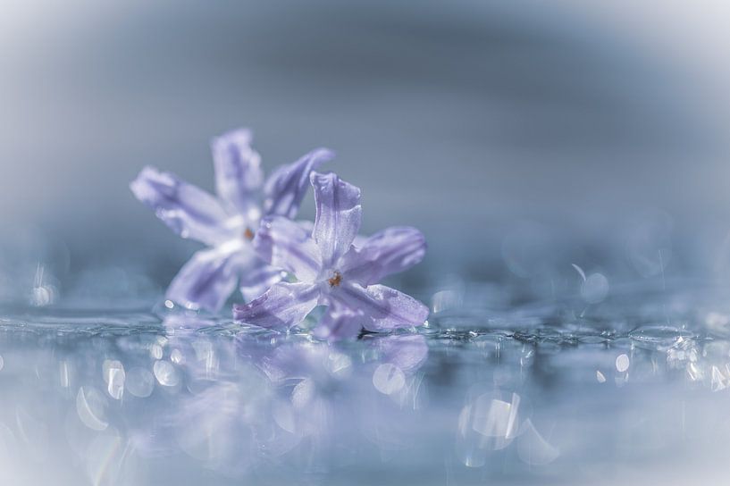 Blumen Teil 98 von Tania Perneel
