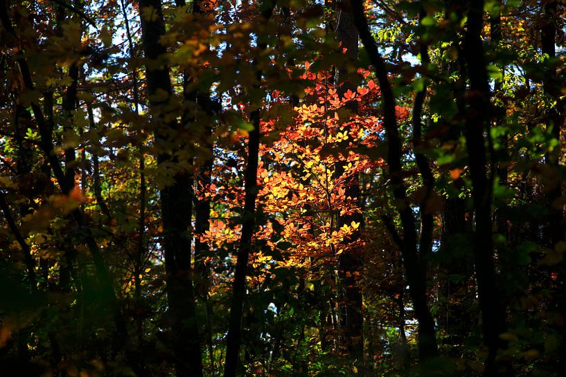Beech by Thomas Jäger