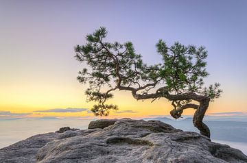 Pine Tree in Saxon Switzerland van Michael Valjak