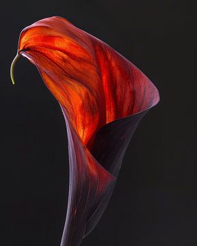 Calice rouge, nature morte d'une fleur sur Studio Allee