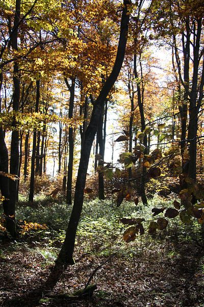 Herbstwald am Kreuzberg in der Rhön von Martin Flechsig