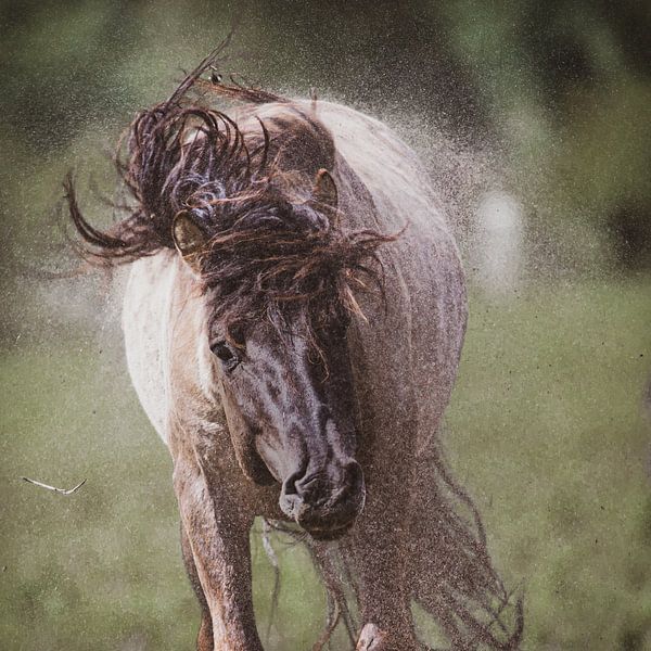 shake off everything by Barbara Verstraate