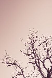 Boom in de winter in een roze lucht | Nederland
