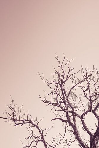 Tree in winter in a pink sky | Netherlands