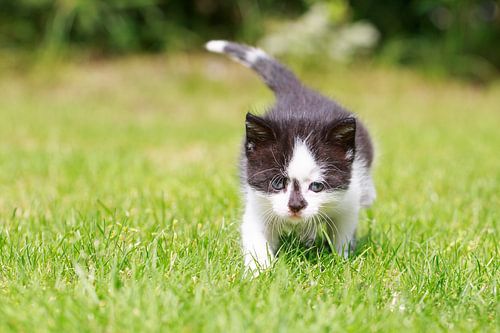 Een jong katje loopt haar eerste pasjes over een grasveld