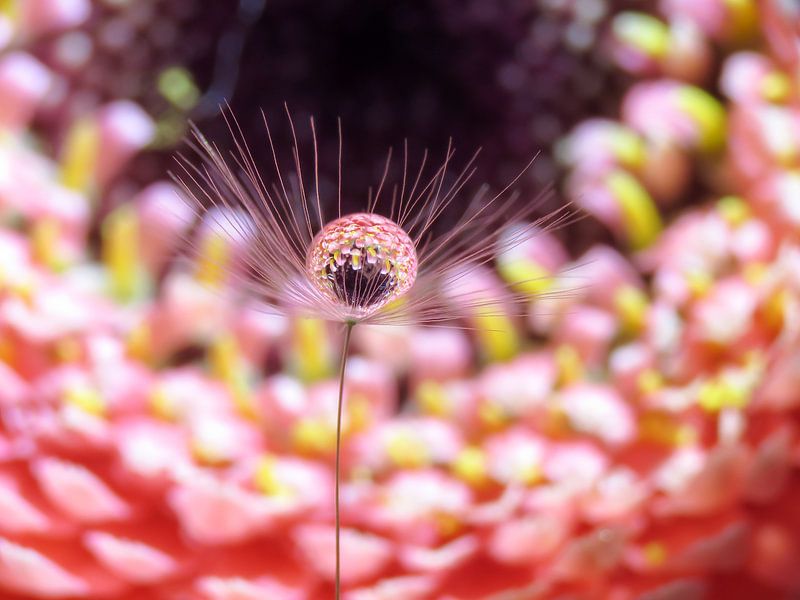 dandelion fluff pink background by JacQ
