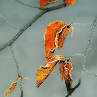 frozen leaves on branch