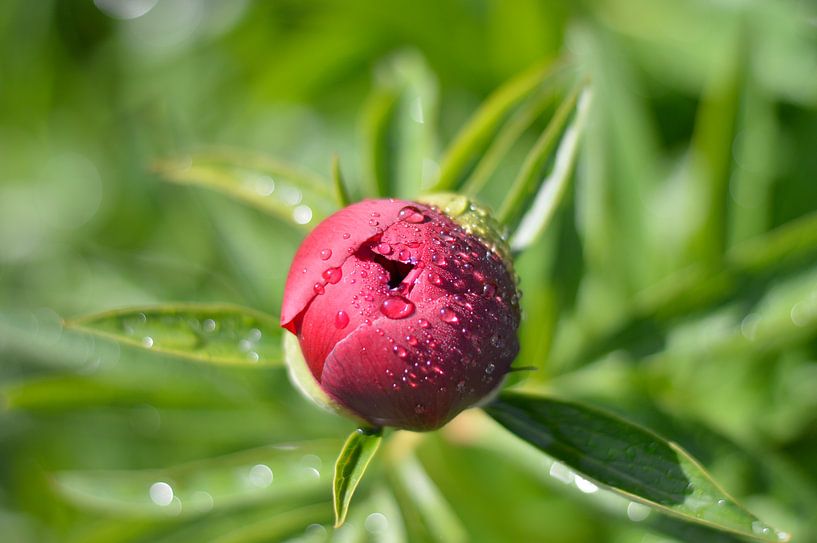 Pioenroos rood/ roze van WeVaFotografie