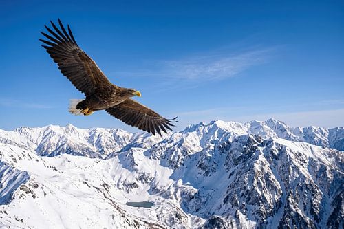Een adelaar die boven majestueuze besneeuwde bergtoppen zweeft