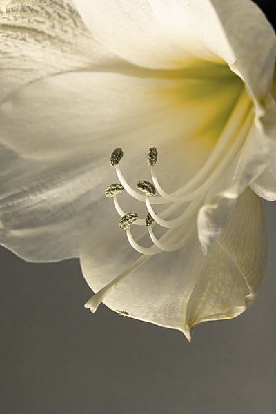 White lily full of light by Huub de Bresser