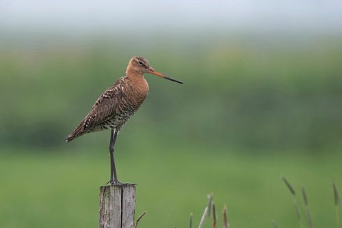 Black-tailed godwit on pole