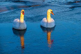 Schwäne im Winter von Dik Wagensveld