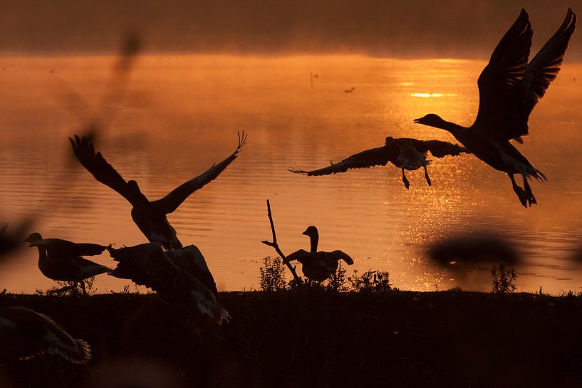 Morning moods by Hans Koster