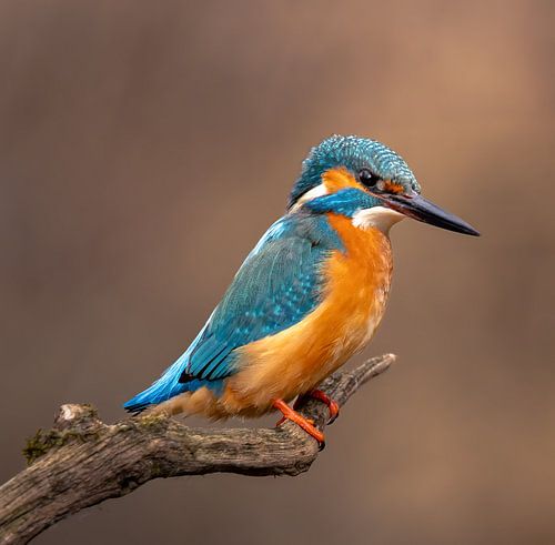 Eisvogel beim Ansitz und warten auf Beute
