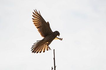 Landende Torenvalk (Falco tinnunculus) 1 van Anne Ponsen