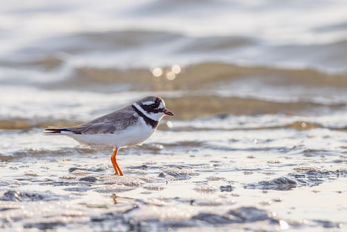 Zandpieper (Charadrius hiaticula) van Dirk Rüter