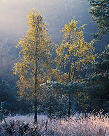 Birke mit reifem und hinterleuchtetem Holz