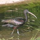 Zwarte ibis van Rob Hendriks thumbnail