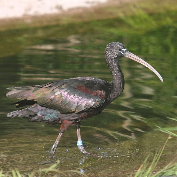 Zwarte ibis van Rob Hendriks