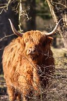 Highlander écossais
