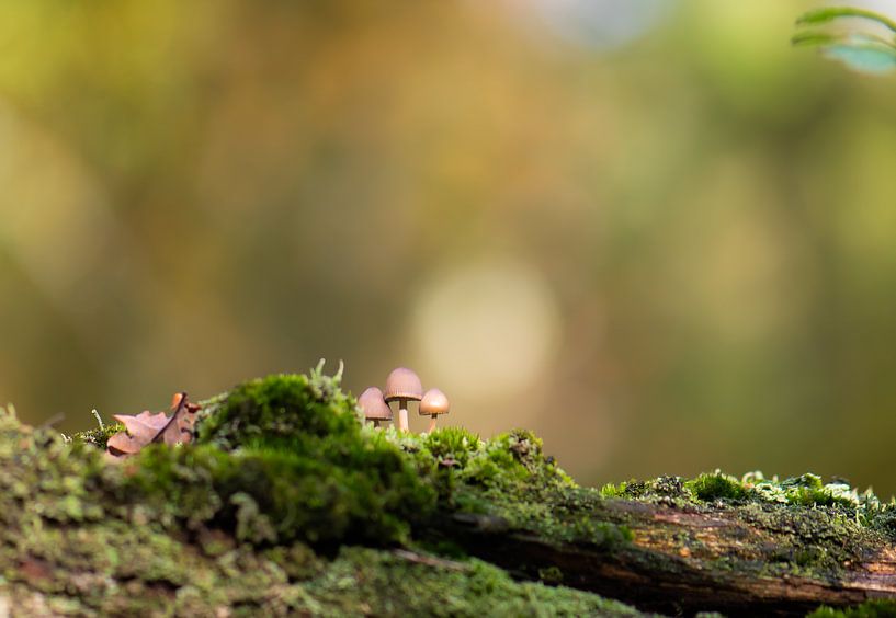 Mini-Trio von Tania Perneel