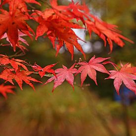 Rote Blätter in Bäumen, Herbst, Wald, Nahaufnahme von Nfocus Holland