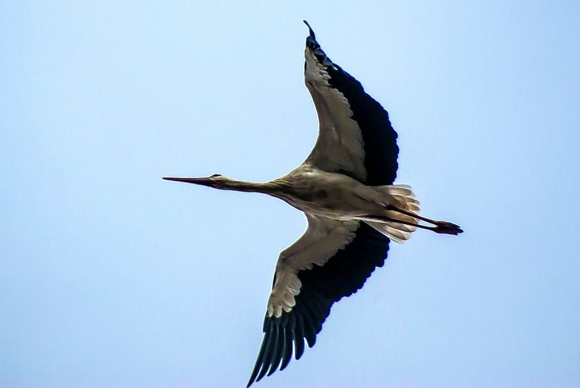 Stork flying over #2 by Norbert Sülzner