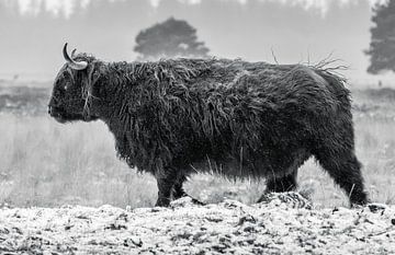 Scottish Highland cattle 27 by Jan Peter Nagel