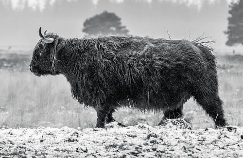 Schotse hooglander 27