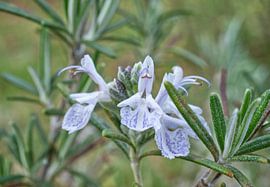 Blühender Rosmarin Kraut von Iris Holzer Richardson